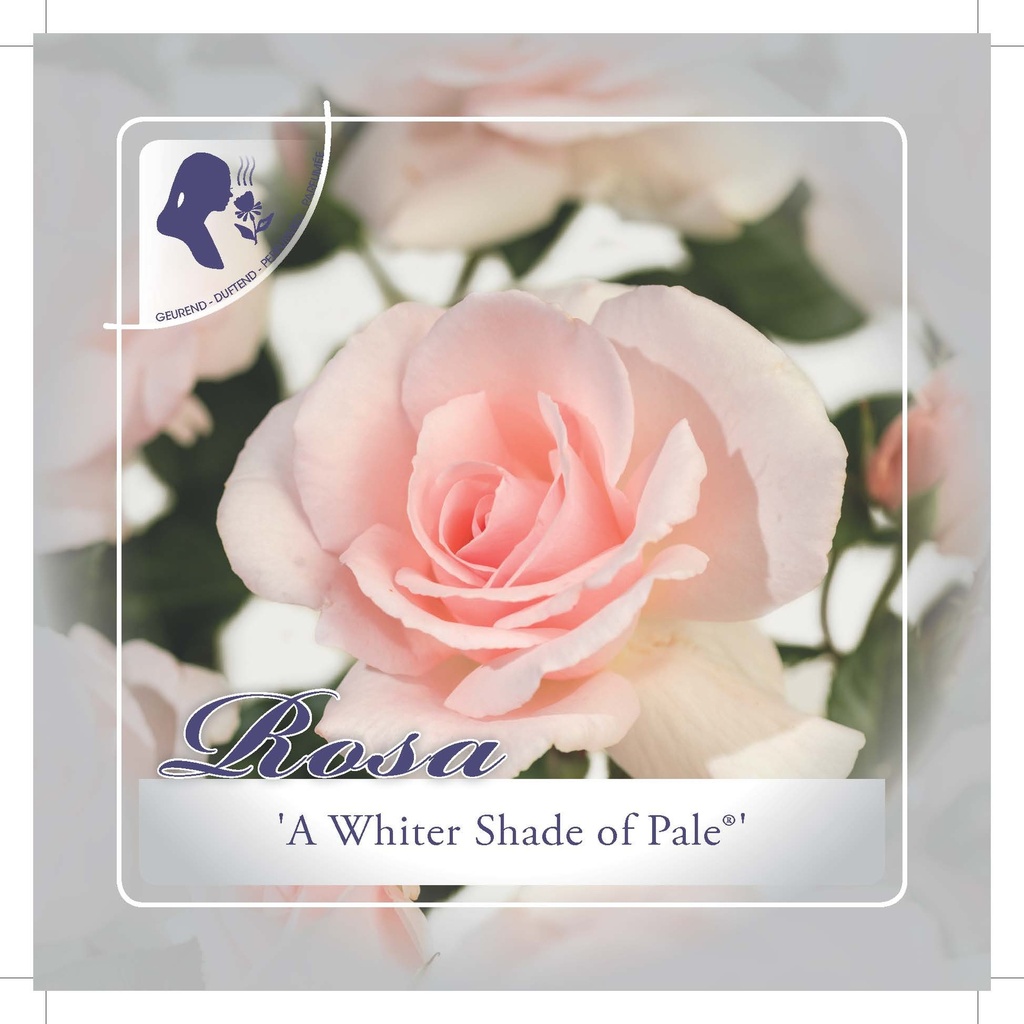 'A Whiter Shade of Pale' Trosroos Grootbloemig