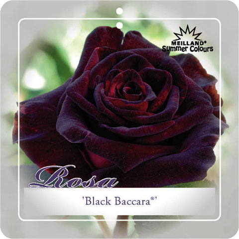 [ROBBACC] 'BLACK BACCARA'® ROSIER BUISSON À GRANDES FLEURS