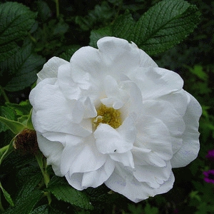 [ROBDDCO] 'BLANC DOUBLE DE COUBERT' ROSIER BUISSON