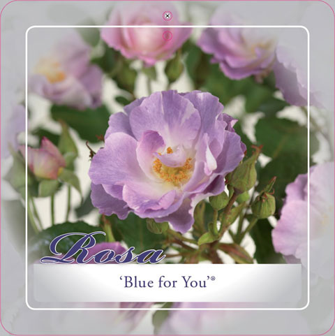 [ROBFYOU] 'BLUE FOR YOU' ROSIER BUISSON À FLEURS GROUPÉES