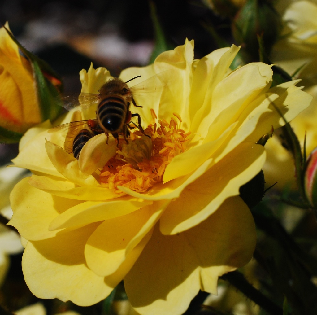 [ROBIJEG] 'BEES' PARADISE ROSE'® ROSIER BUISSON JAUNE
