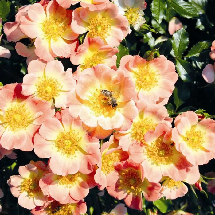 [ROBIJEA] 'BEES' PARADISE ROSE'® ROSIER BUISSON ABRICOT