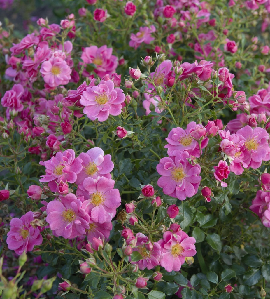[ROBIJEO] 'BEES' PARADISE ROSE'® ROSIER BUISSON ROSE
