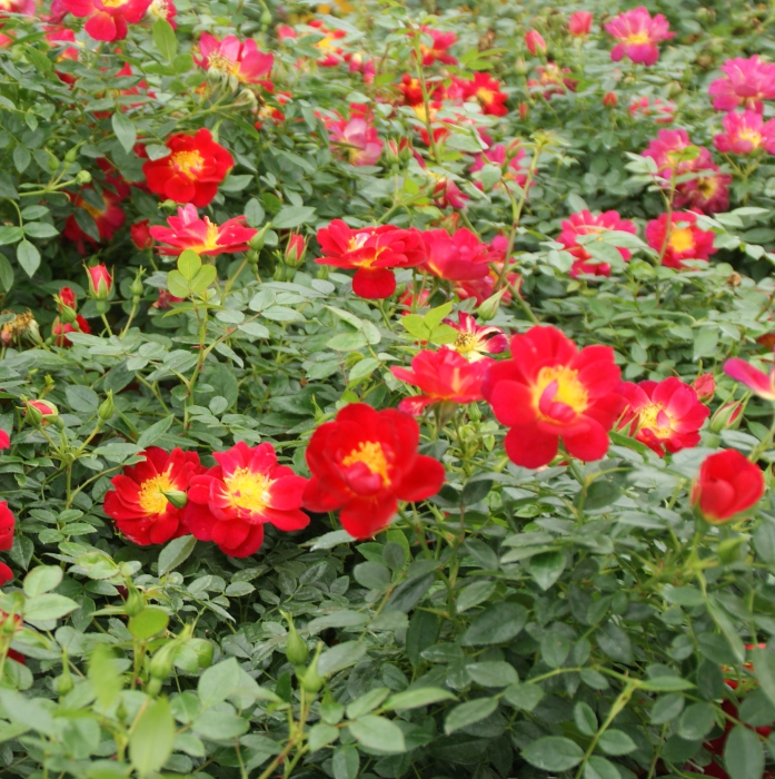 [ROBIJEL] 'BEES' PARADISE ROSE'® ROSIER BUISSON ROUGE CLAIR