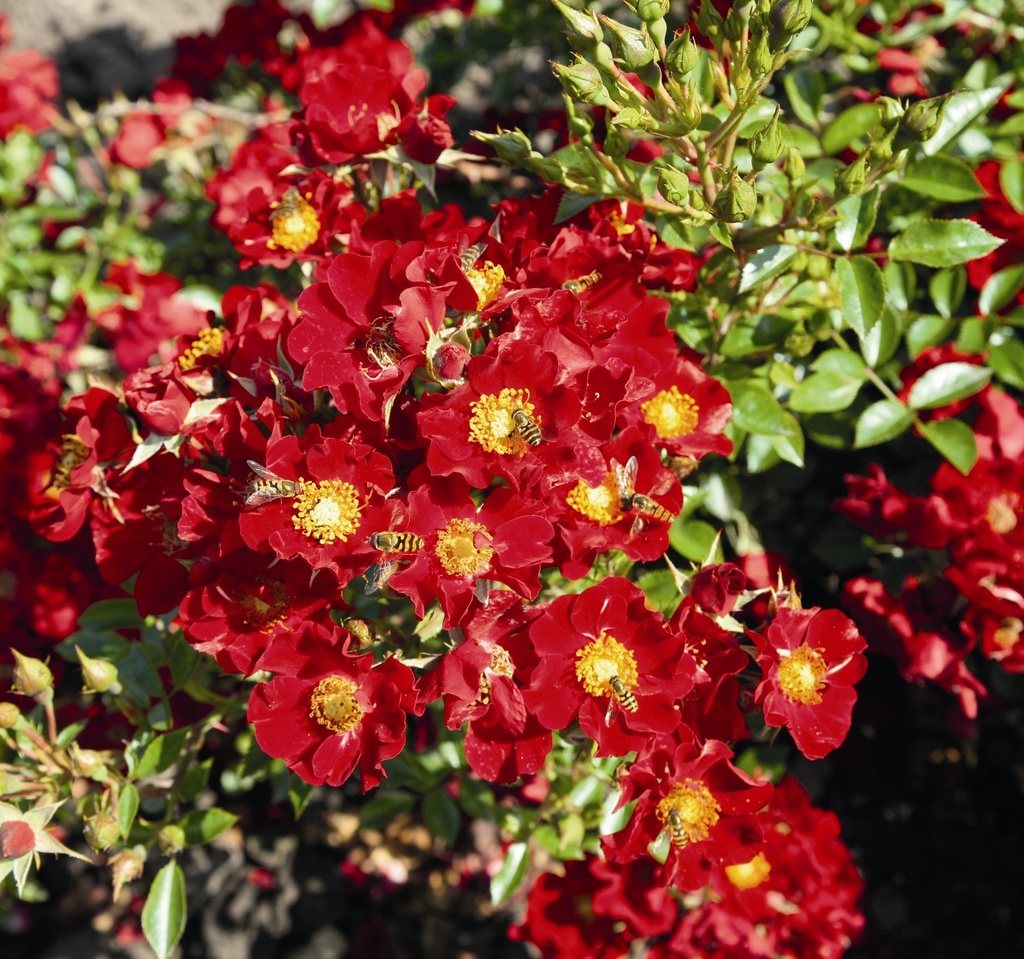 [ROBIJER] 'BEES' PARADISE ROSE'® ROSIER BUISSON ROUGE