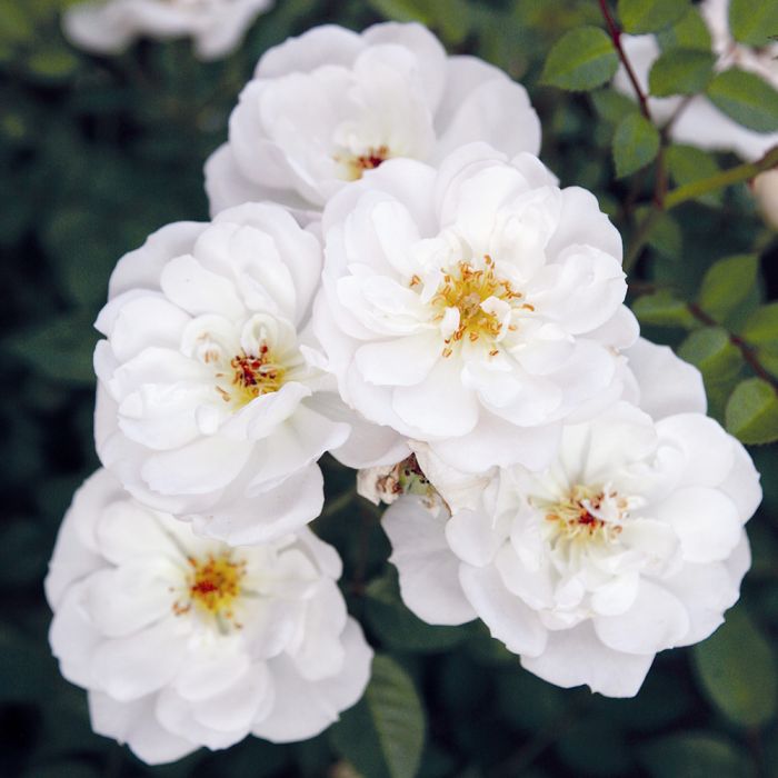 [ROBIJEW] 'BEES' PARADISE ROSE'® ROSIER BUISSON BLANC