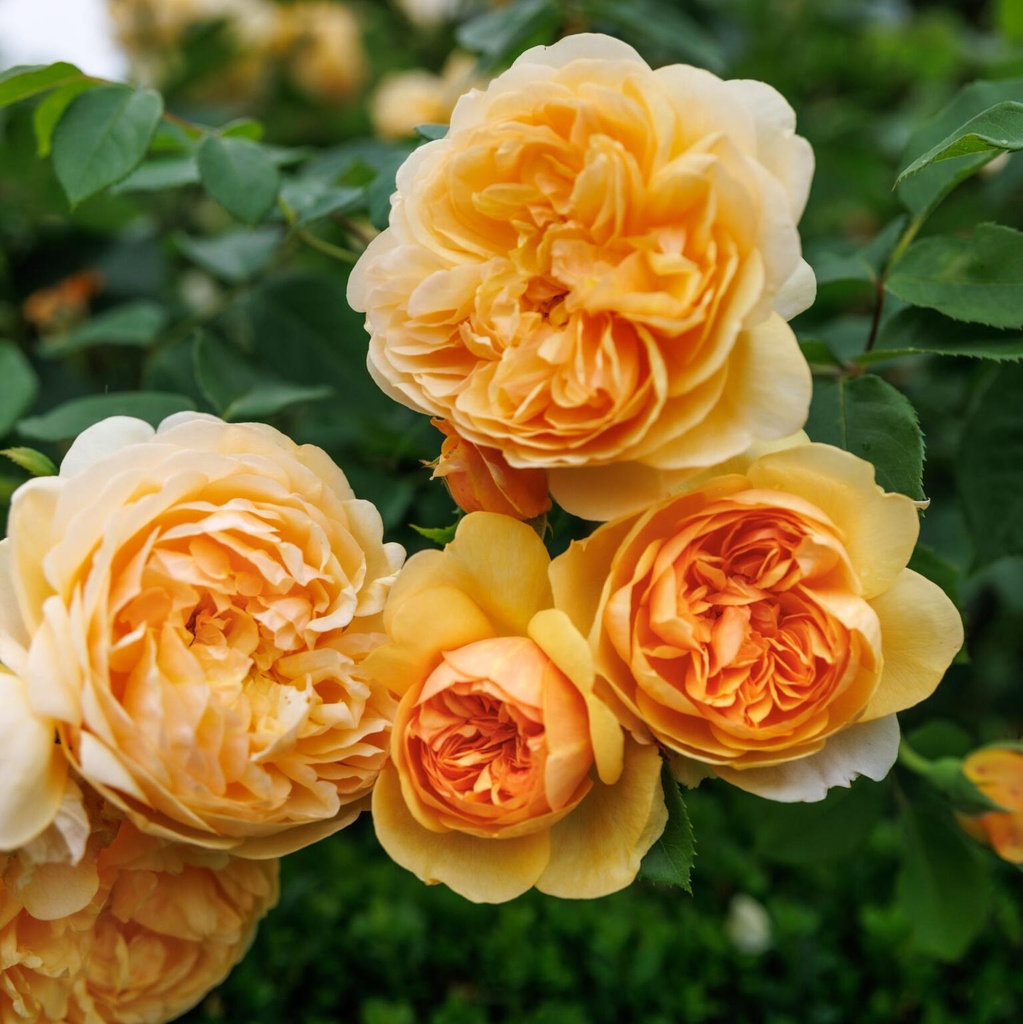 [ROBMSUN] 'Bring Me Sunshine'® Engelse trosroos