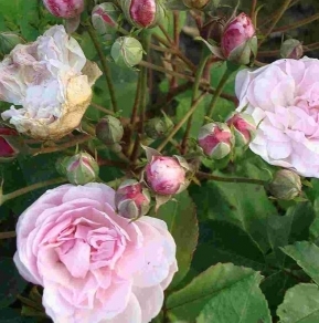 [ROBNOIS] 'BLUSH NOISETTE' ROSIER BUISSON