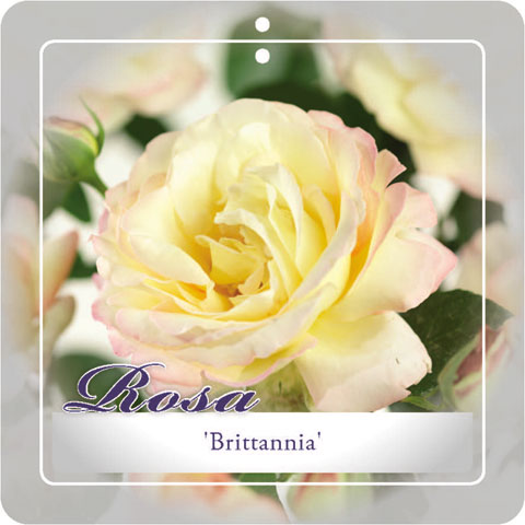[ROBRITT] 'BRITTANIA'® ROSIER BUISSON À GRANDES FLEURS
