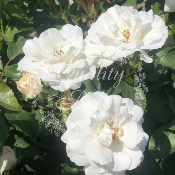 [ROCBLAN] 'CARTE BLANCHE'® ROSIER BUISSON