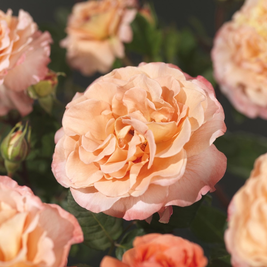 [ROCCAST] 'CAERPHILLY CASTLE'® ROSIER BUISSON À GRANDES FLEURS