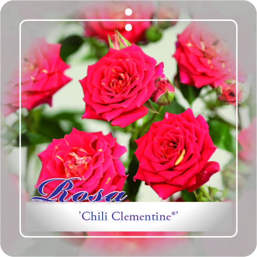 [ROCCLEM] 'CHILI CLEMENTINE'® ROSIER BUISSON À FLEURS GROUPÉES