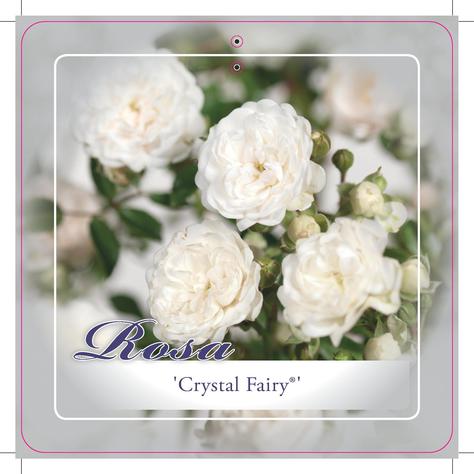 [ROCFAIR] 'CRYSTAL FAIRY'® MINI ROSIER (pot 2L)