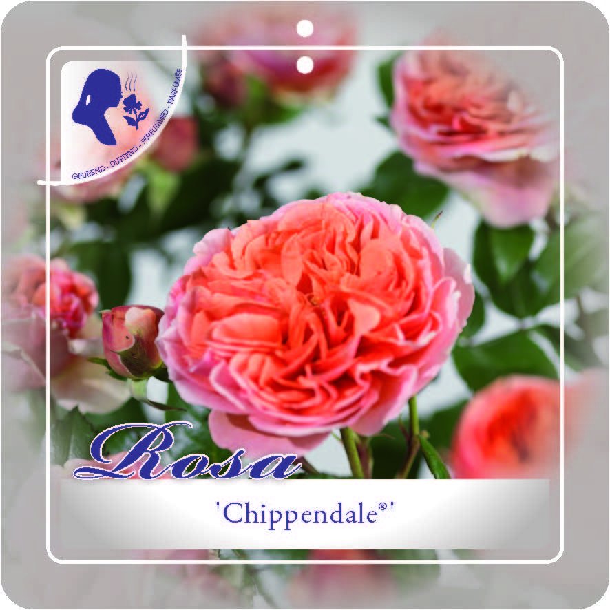 [ROCHIPP] 'CHIPPENDALE'® ROSIER BUISSON À GRANDES FLEURS (pot 3L)