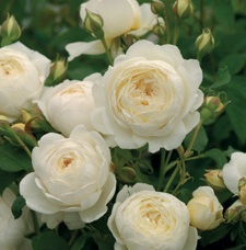 [ROCLAUS] 'Claire Austin'® Engelse trosroos