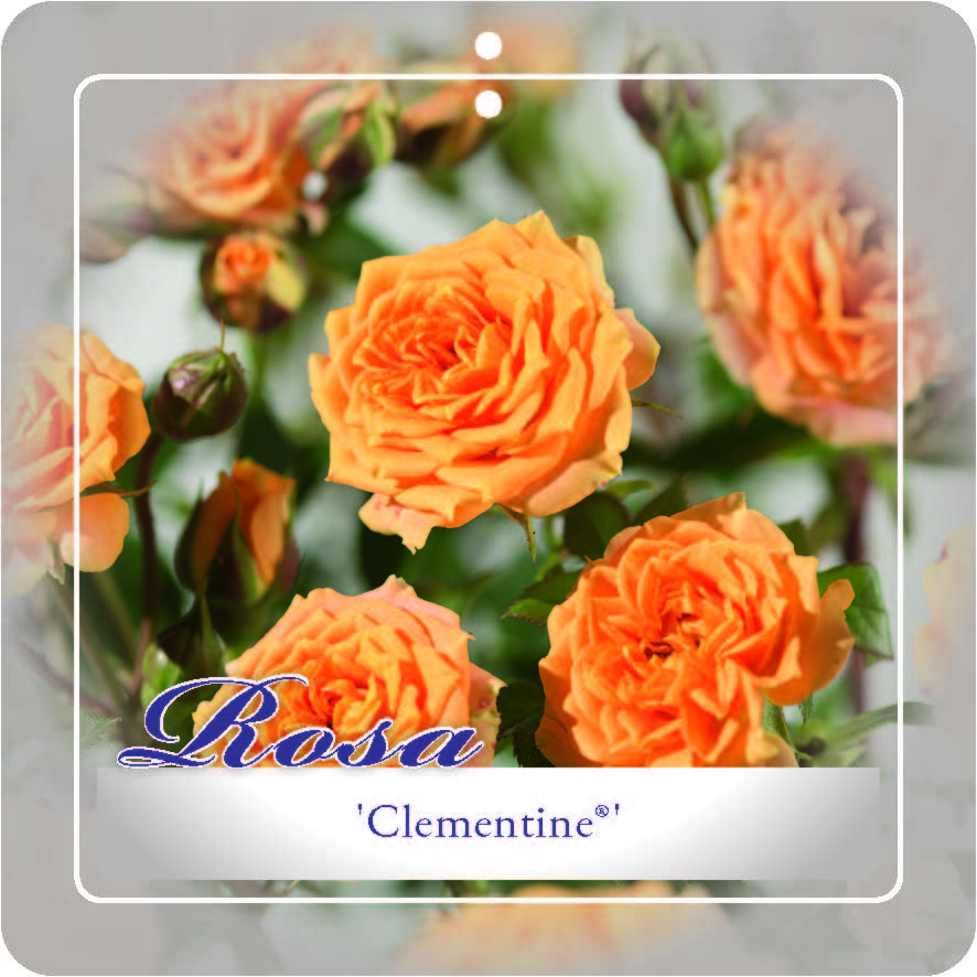 [ROCLEME] 'Clementine'® Trosroos