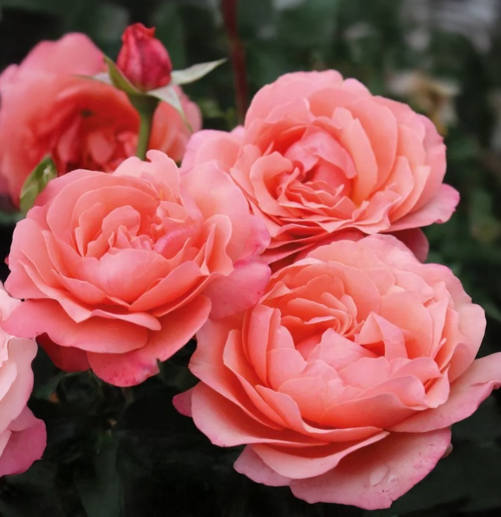 [ROCLROS] 'CORAL LIONS ROSE'® ROSIER BUISSON À FLEURS GROUPÉES