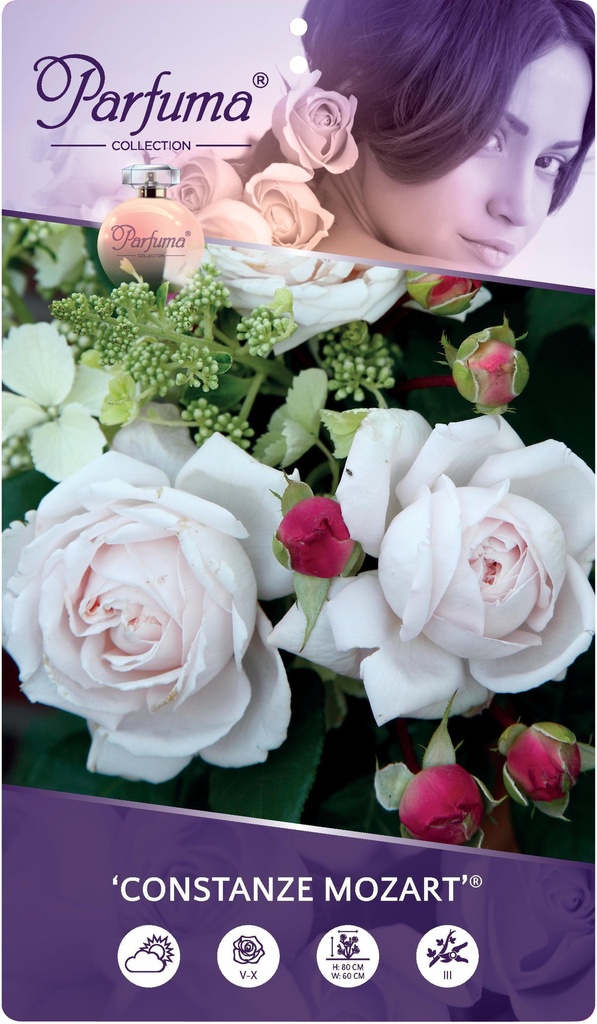 [ROCMOZA] 'CONSTANZE MOZART'® ROSIER (pot 3L)