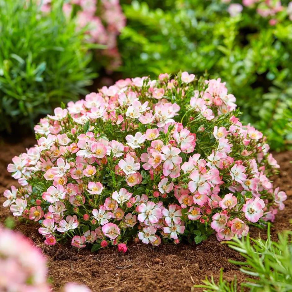 [ROCPIE] 'CUTIE PIE' ROSIER BUISSON (pot 2L)