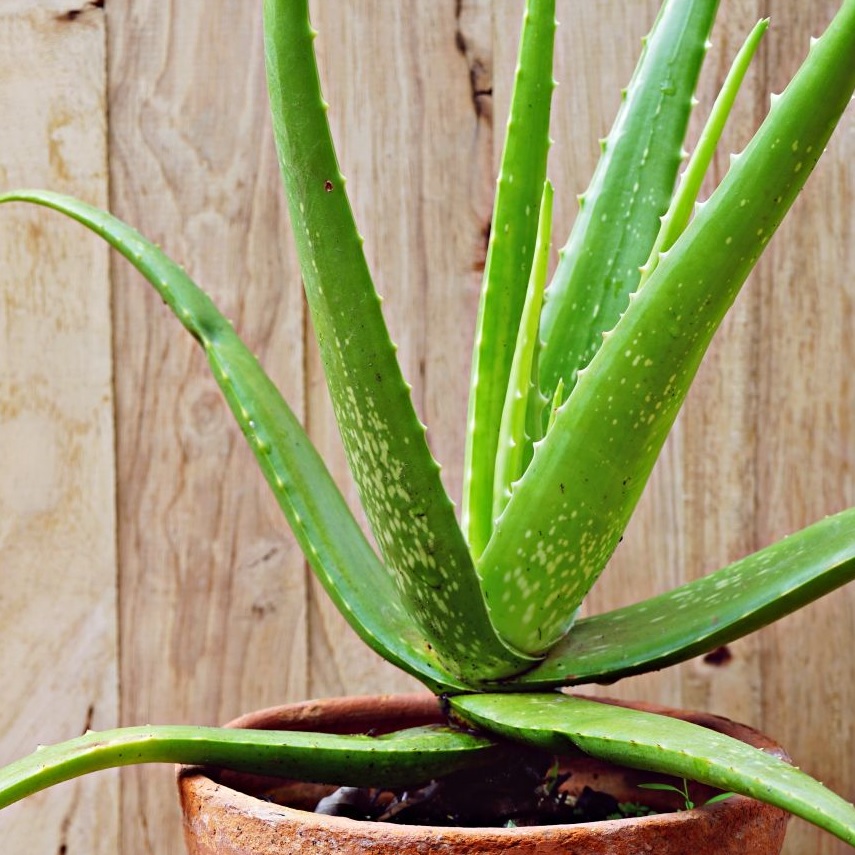 [ALVERA  .P12] Aloe vera (pot12)