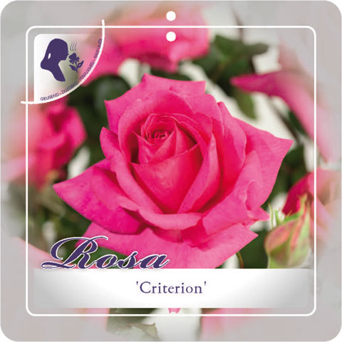 [ROCRITE] 'CRITERION' ROSIER BUISSON À GRANDES FLEURS