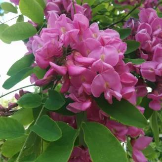 [ROCROUG] Robinia 'Casque Rouge' (=Pink Cascade) (haute tige, 8/10, —)