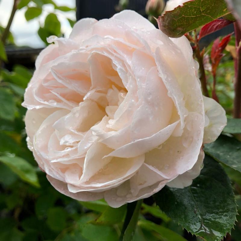 [RODESDE] 'DESDEMONA' (TM) ROSIER ANGLAIS À GRANDES FLEURS (pot 3L)