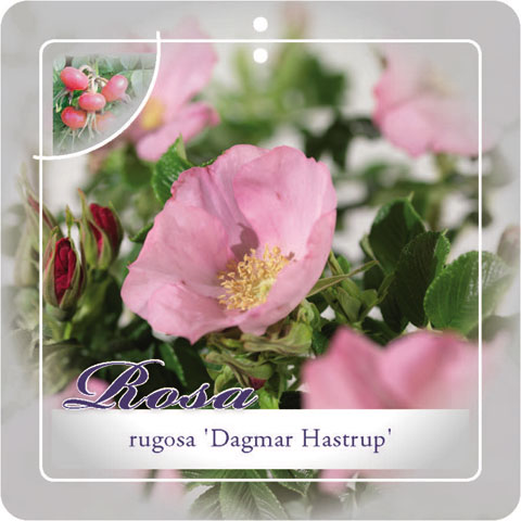 [RODHAST] 'DAGMAR HASTRUP' ROSIER RUGUEUX