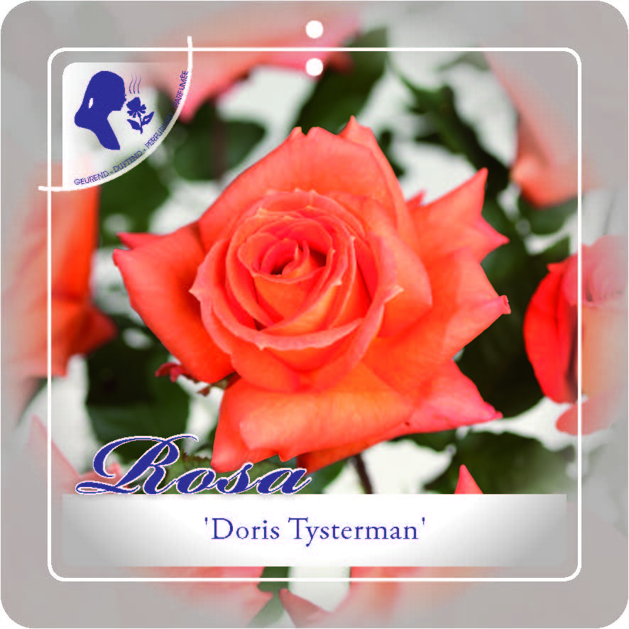 [RODTIJS] 'Doris-Tijsterman'  Rozelaar (pot 3L)