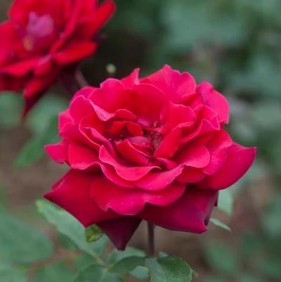 [RODSECR] 'DEEP SECRET'® ROSIER BUISSON À GRANDES FLEURS (pot 3L)