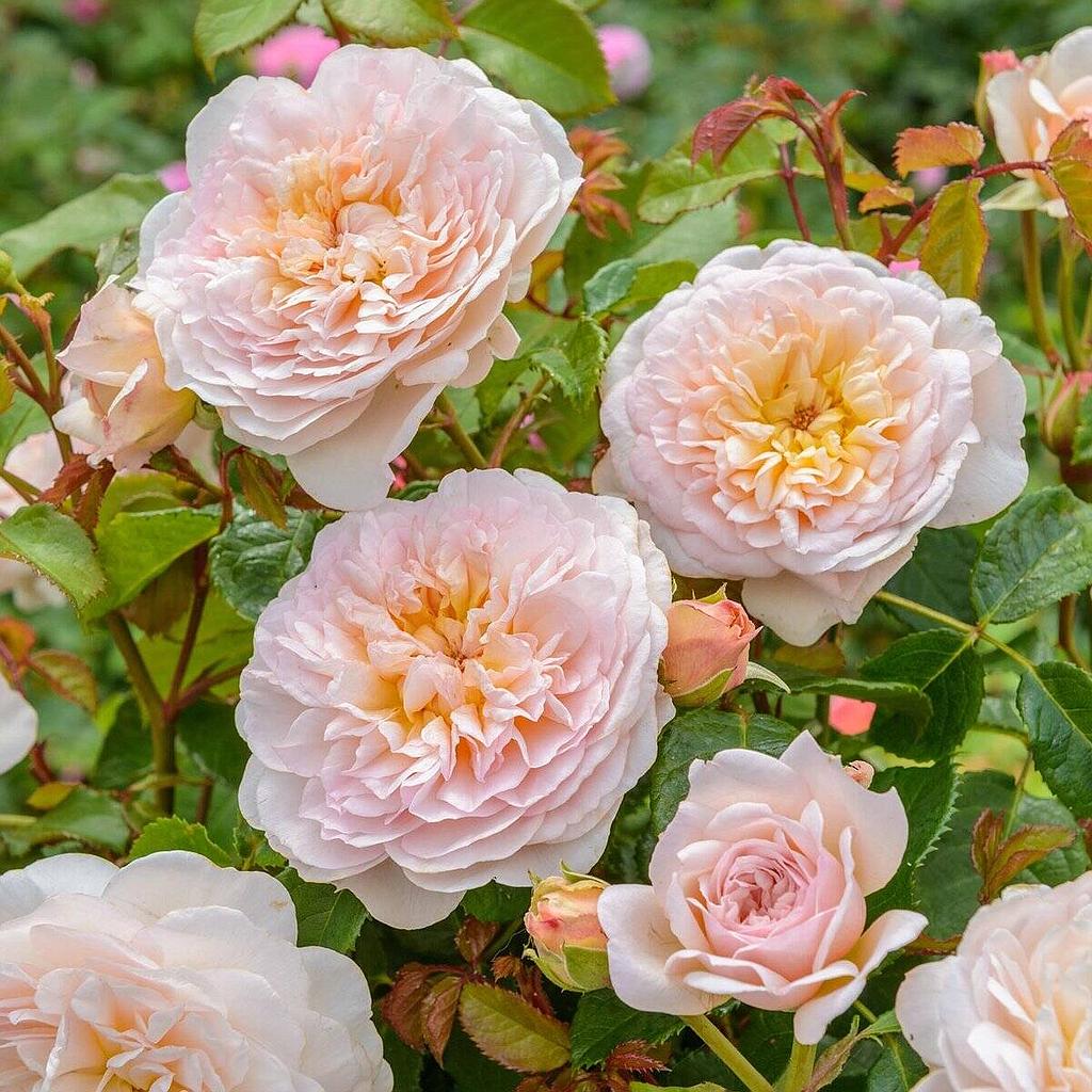 [ROEBRON] 'EMILY BRONTE'® ROSIER ANGLAIS