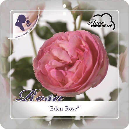 [ROEROSE] 'EDEN ROSE'® ROSIER BUISSON À GRANDES FLEURS (pot 3L)