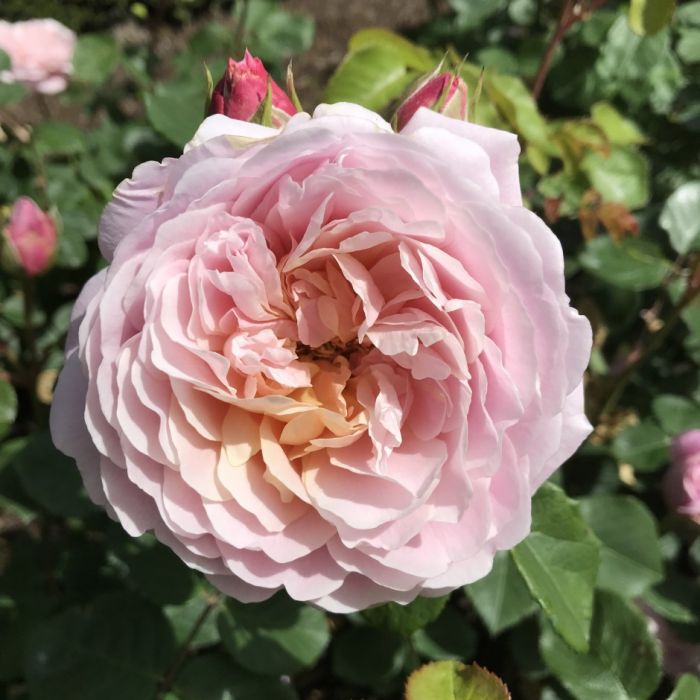 'Eustacia Vye'® Engelse roos Grootbloemig