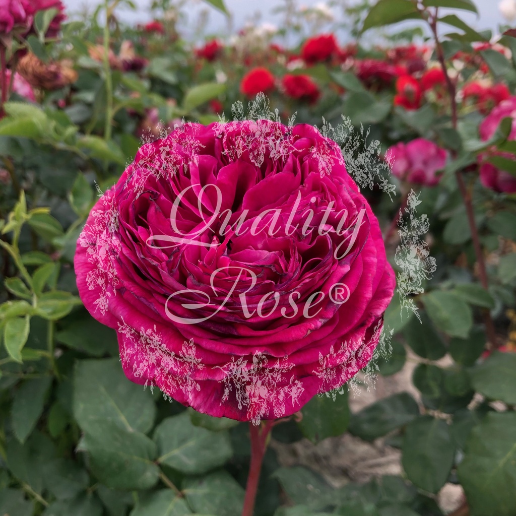 'Freifrau Caroline'® Rozelaar