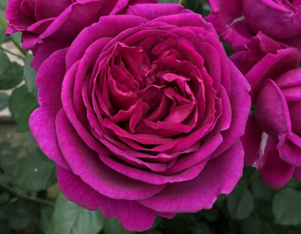 [ROFELIS] 'BOUQUET PARFAIT' ROSIER BUISSON LENS