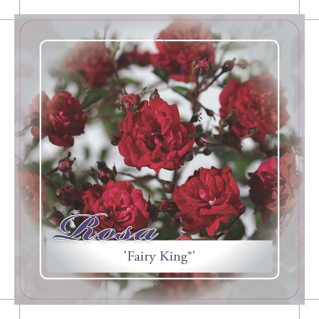 [ROFKING] 'FAIRY KING'® MINI ROSIER