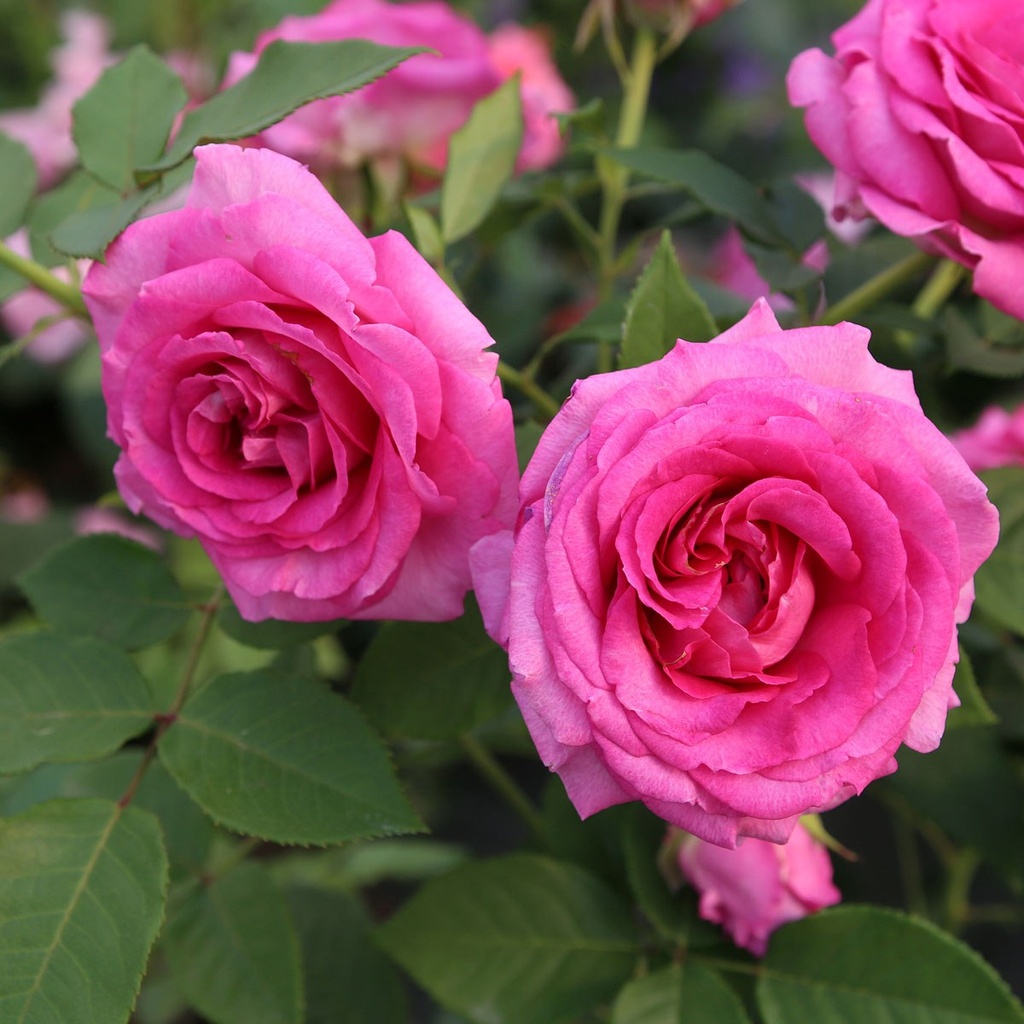 [ROFMARI] 'FRAULIEN MARIE'® ROSIER BUISSON (pot 3L)