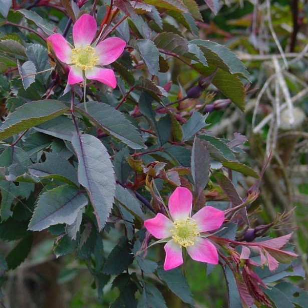 [ROGLAUC] Rosa glauca (—, pot 2L)