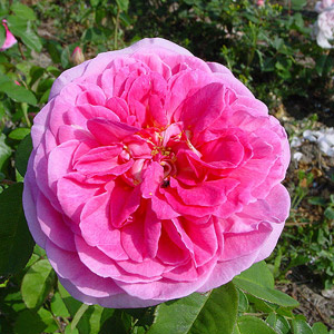 'GERTRUDE JEKYL'® ROSIER BUISSON À GRANDES FLEURS