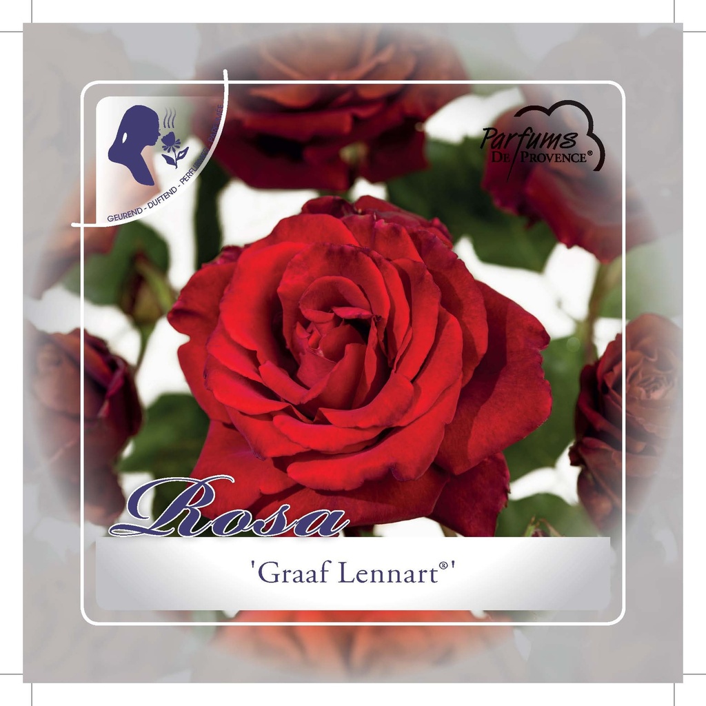 'GRAAF LENNART'® ROSIER BUISSON À GRANDES FLEURS