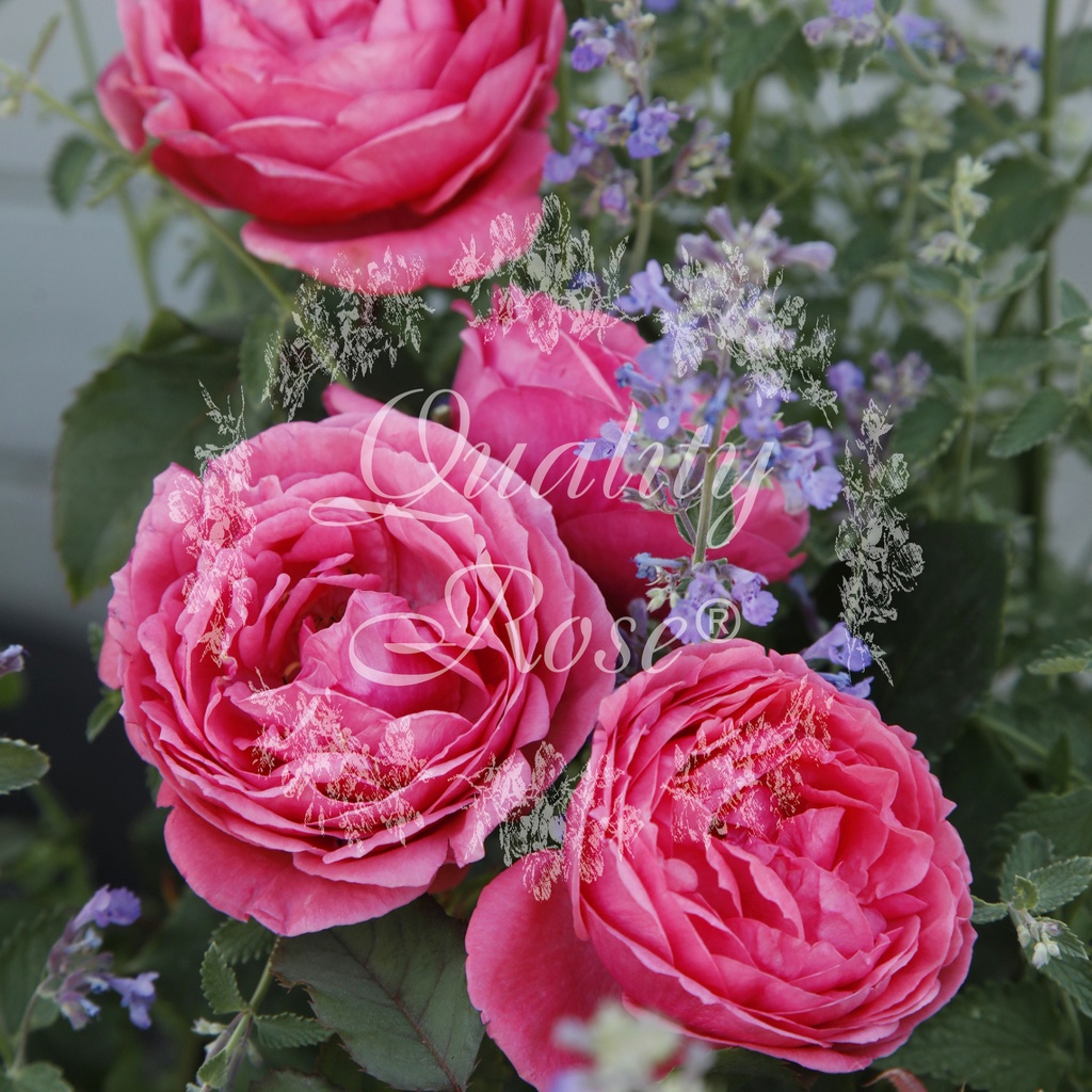 [ROGMJOS] 'GARTENPRINZESSIN MARIE-JOSÉ'® ROSIER BUISSON À GRANDES FLEURS (pot 3L)