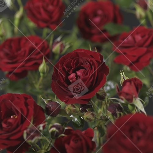 'Grand Palace'® Trosroos