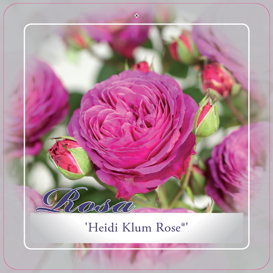 [ROHKLUM] 'Heidi Klum'® Trosroos (pot   3L)