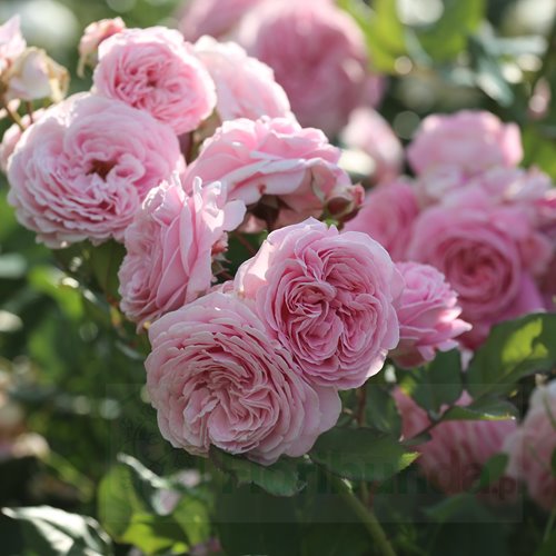 [ROKMARI] 'KÖNINGIN MARIE'® ROSIER BUISSON (pot 3L)