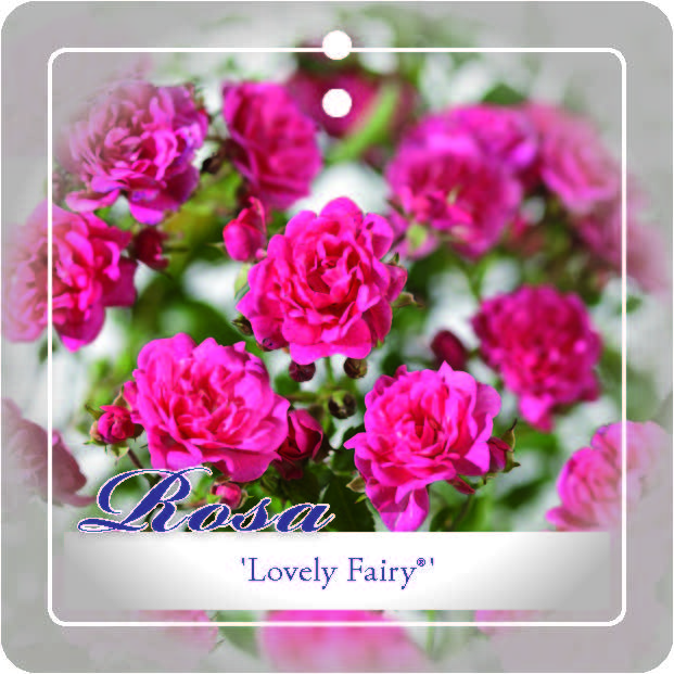 [ROLFAIR] 'LOVELY FAIRY'® ROSIER MINIATURE (pot 2L)