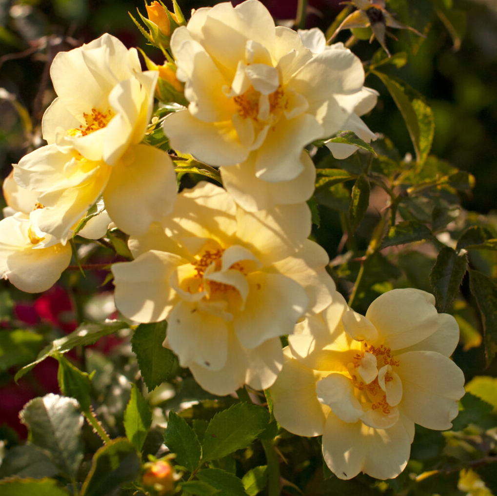 [ROLORED] 'LOREDO'® ROSIER COUVRE SOL