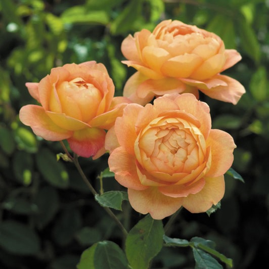 [ROLOSHA] 'LADY OF SHALOTT' (TM) ROSIER BUISSON À GRANDES FLEURS (pot 3L)