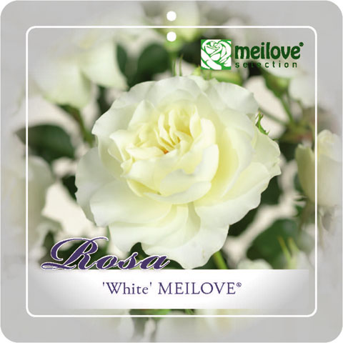 [ROMEIWI] 'WHITE MEILOVE'® ROSIER BUISSON À FLEURS GROUPÉES (pot 3L)