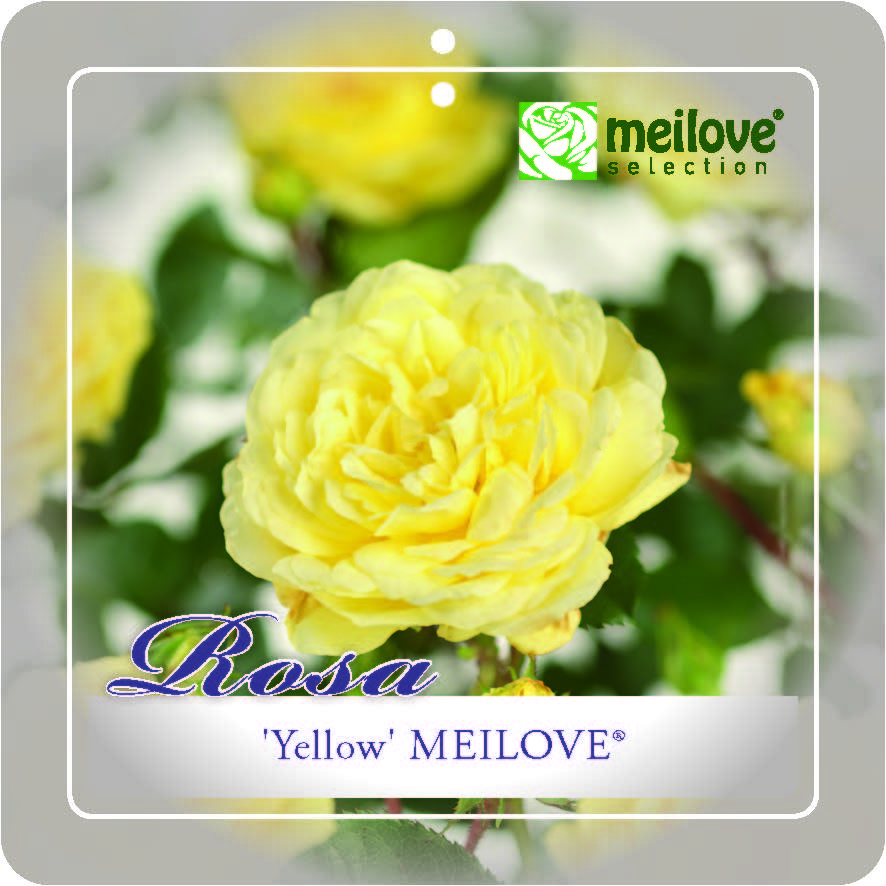 [ROMEIYE] 'Yellow Meilove'® Trosroos (pot   3L)