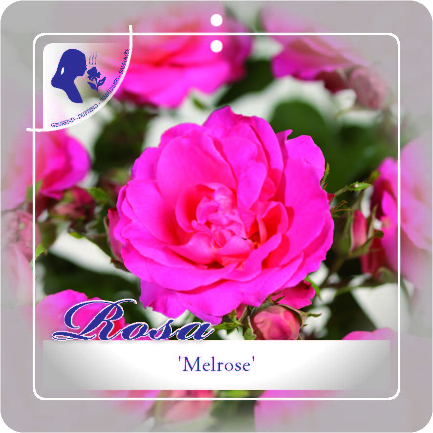 [ROMELR] 'MELROSE' ROSIER BUISSON (pot 3L)
